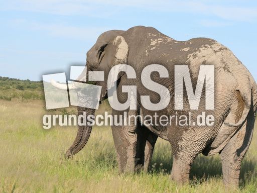 Afrikanischer_Elefant_17.JPG